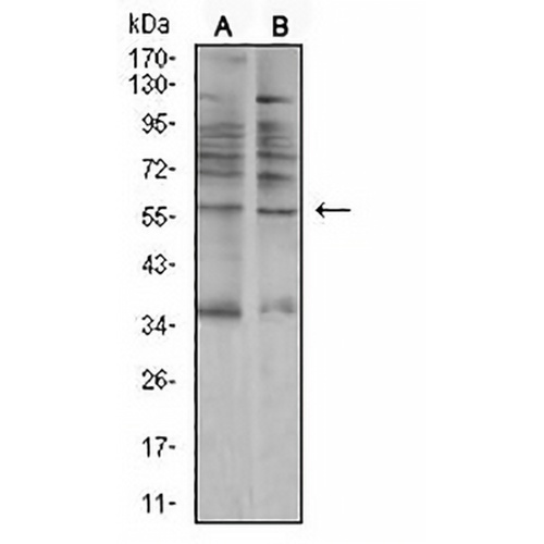 AMY1A Mouse Monoclonal Antibody(C2514)