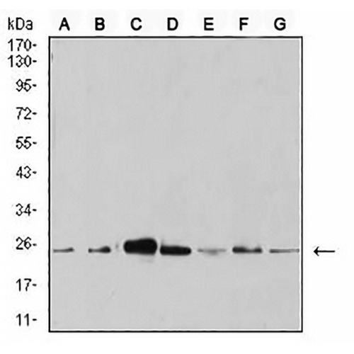 APC10 Mouse Monoclonal Antibody(C2515)