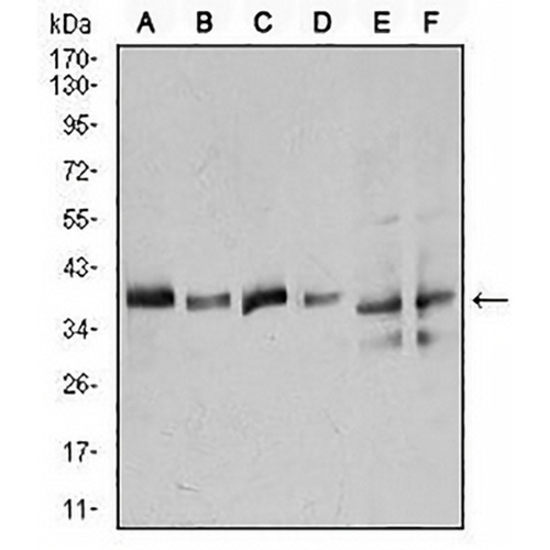Annexin A1 Mouse Monoclonal Antibody(C2516)