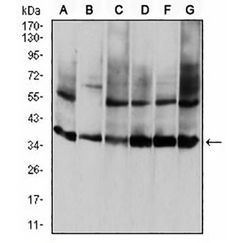 Annexin A5 Mouse Monoclonal Antibody(C2517)