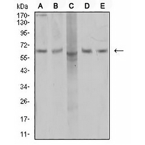 AP2M1 Mouse Monoclonal Antibody(C2518)