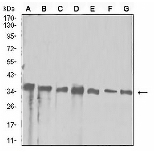 APE1 Mouse Monoclonal Antibody(C2519)