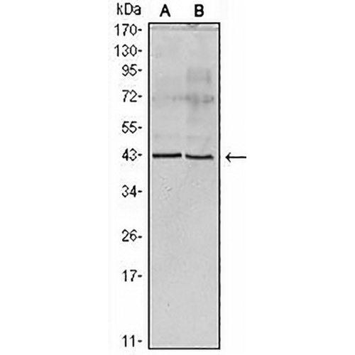 Apolipoprotein A5 Mouse Monoclonal Antibody(C2520)