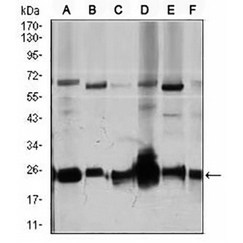 RhoGDI alpha Mouse Monoclonal Antibody(C2522)