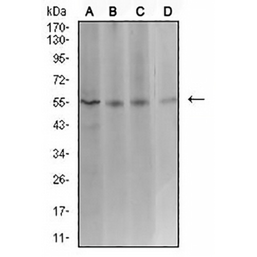 ASF1B Mouse Monoclonal Antibody(C2523)