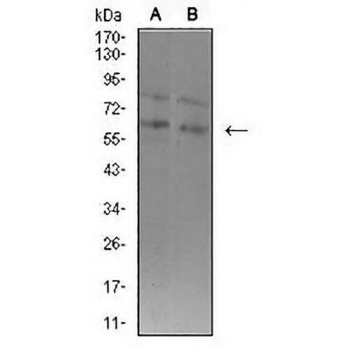 ASH2L Mouse Monoclonal Antibody(C2524)