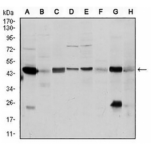 ASS1 Mouse Monoclonal Antibody(C2526)