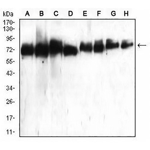 ATG16L1 Mouse Monoclonal Antibody(C2529)