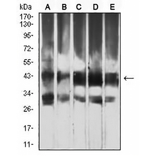 ATG4B Mouse Monoclonal Antibody(C2531)