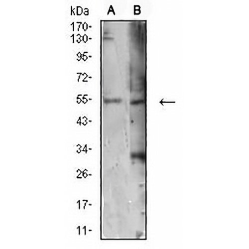 ATG4C Mouse Monoclonal Antibody(C2532)