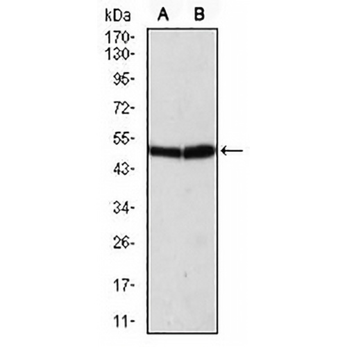 ATG5 Mouse Monoclonal Antibody(C2533)