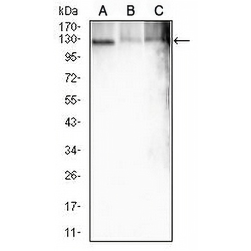 ATP1A1 Mouse Monoclonal Antibody(C2534)