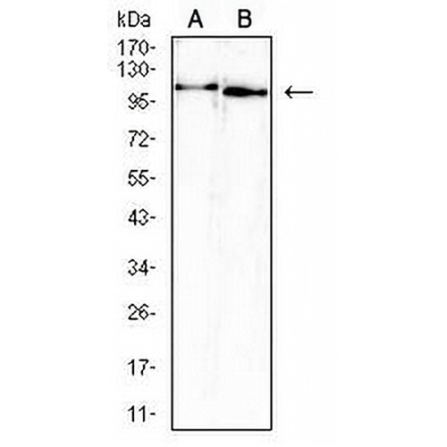 ATP6AP1 Mouse Monoclonal Antibody(C2537)