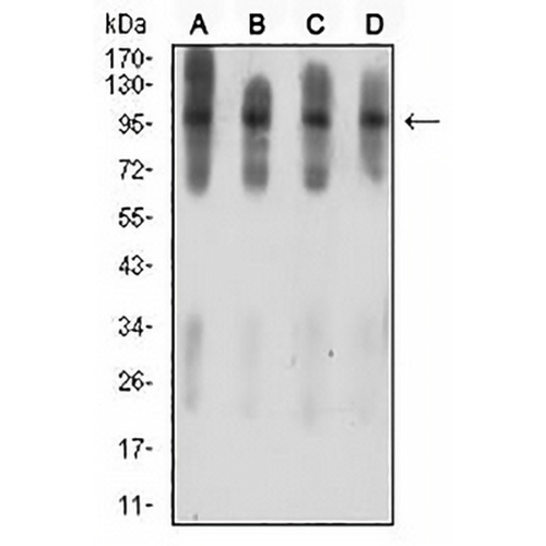 Ataxin 1 Mouse Monoclonal Antibody(C2539)