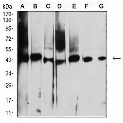 AUP1 Mouse Monoclonal Antibody(C2540)