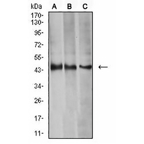 Aurora A Mouse Monoclonal Antibody(C2541)