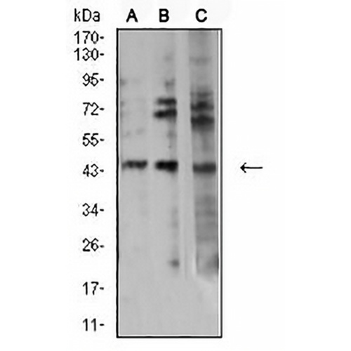Aurora A Mouse Monoclonal Antibody(C2542)