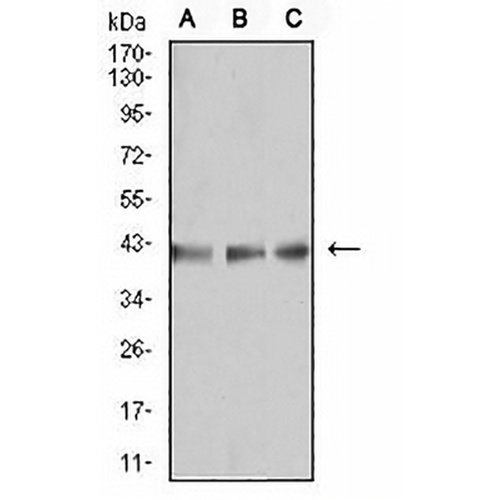 B3GAT1 Mouse Monoclonal Antibody(C2545)