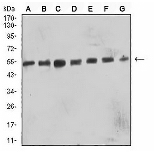 CD57 Mouse Monoclonal Antibody(C2546)