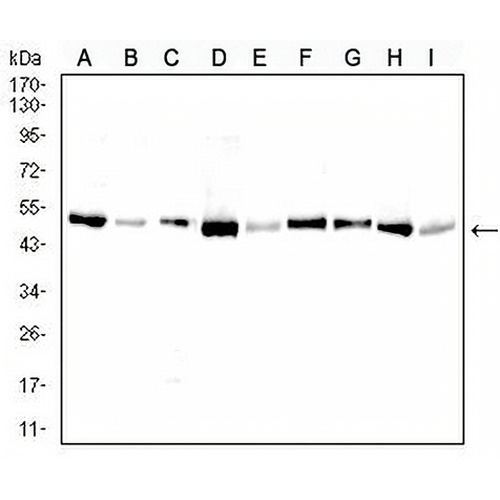 BAX Mouse Monoclonal Antibody(C2550)