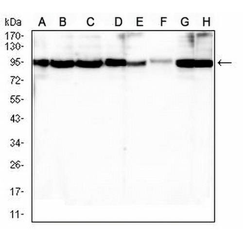 BCL2 Mouse Monoclonal Antibody(C2551)