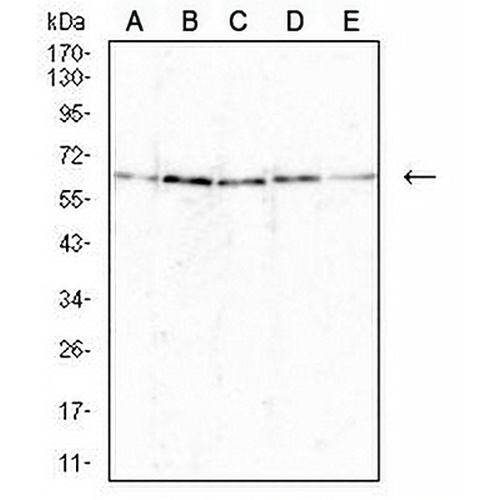 BCL6 Mouse Monoclonal Antibody(C2552)