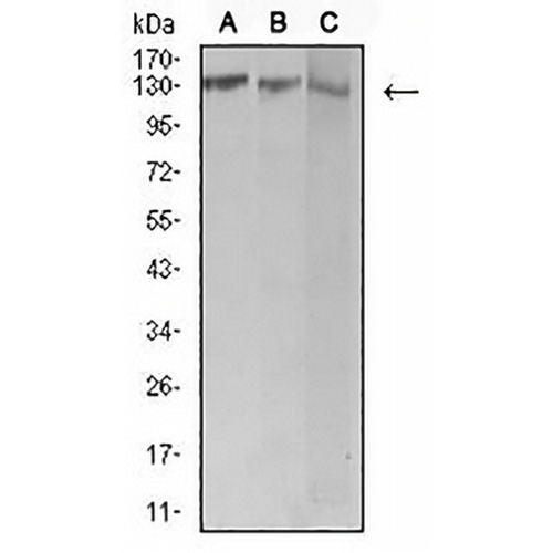 BCR Mouse Monoclonal Antibody(C2553)
