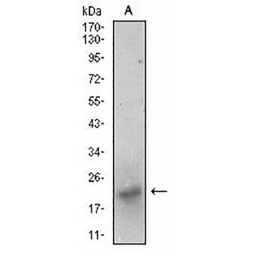 BDNF Mouse Monoclonal Antibody(C2554)