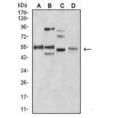 Amphiphysin 2 Mouse Monoclonal Antibody(C2555)