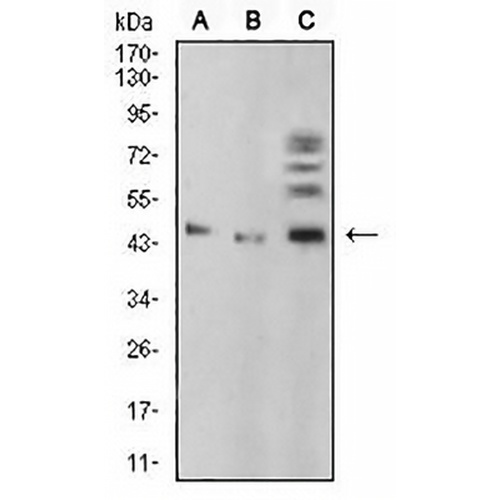 BMP4 Mouse Monoclonal Antibody(C2556)