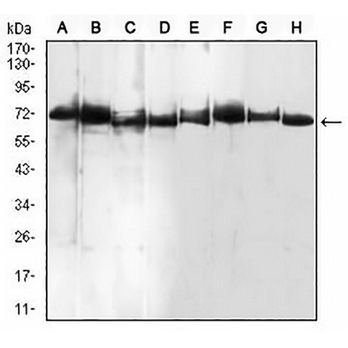 BMP7 Mouse Monoclonal Antibody(C2557)
