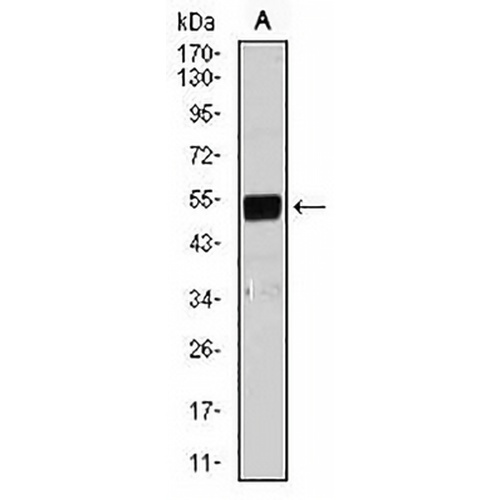 LPLUNC1 Mouse Monoclonal Antibody(C2558)