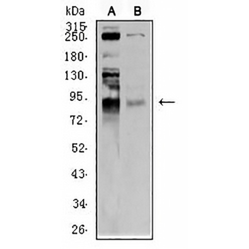 RING3 Mouse Monoclonal Antibody(C2561)