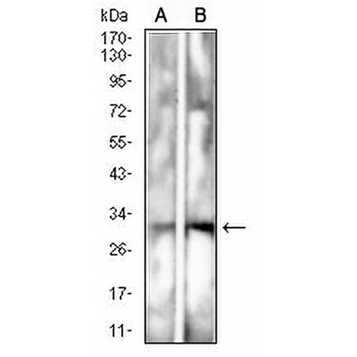 CD157 Mouse Monoclonal Antibody(C2562)