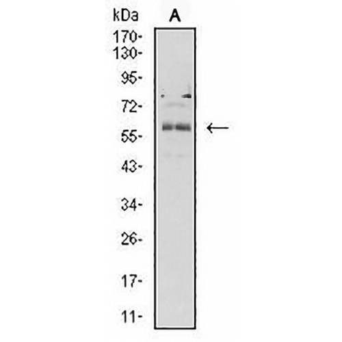 BTN2A2 Mouse Monoclonal Antibody(C2564)