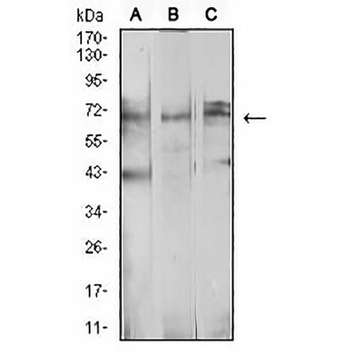 beta-TrCP Mouse Monoclonal Antibody(C2565)