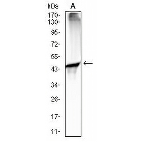 CD88 Mouse Monoclonal Antibody(C2566)