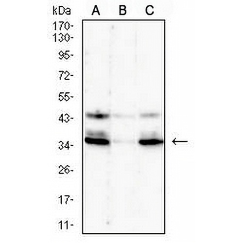 GPR77 Mouse Monoclonal Antibody(C2567)