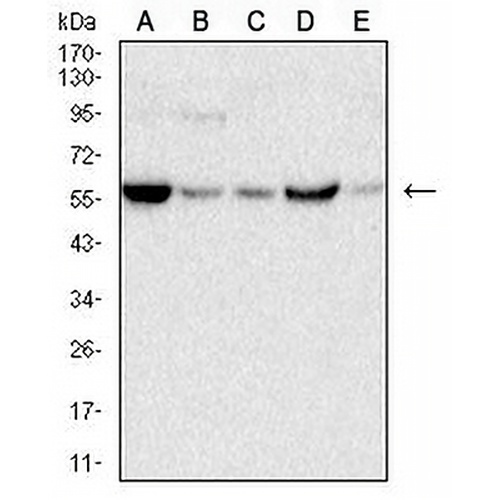 C9orf72 Mouse Monoclonal Antibody(C2568)