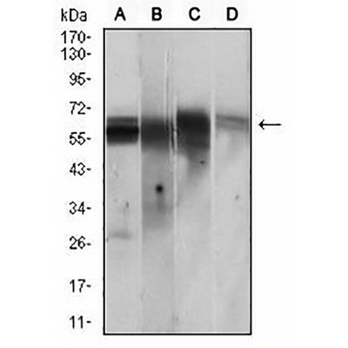 CaMK2 gamma Mouse Monoclonal Antibody(C2574)
