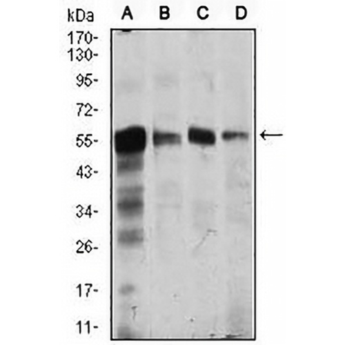CaMK4 Mouse Monoclonal Antibody(C2575)