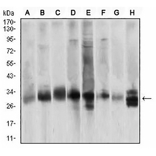 Caspase 3 Mouse Monoclonal Antibody(C2577)