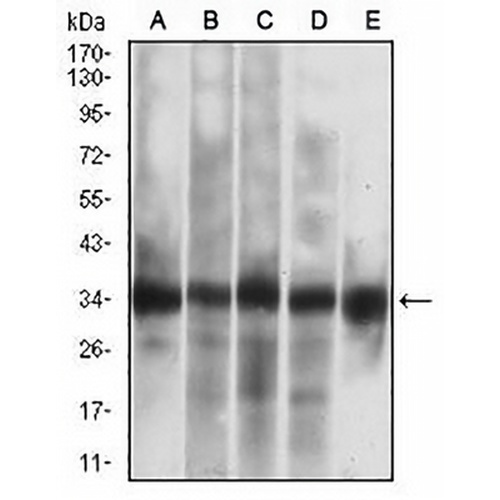 Caspase 7 Mouse Monoclonal Antibody(C2578)