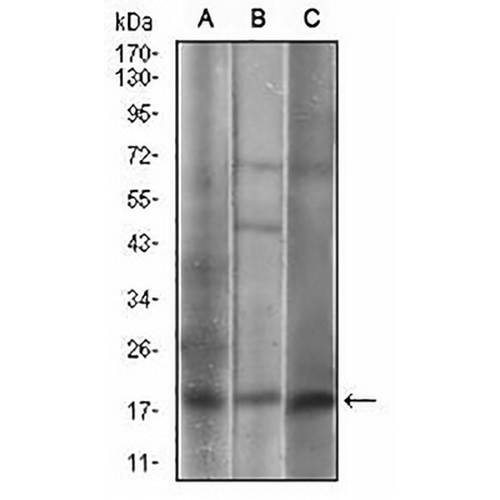 Caveolin 2 Mouse Monoclonal Antibody(C2579)