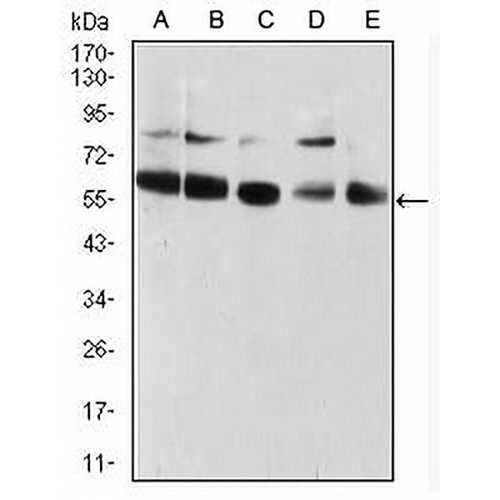 CBX2 Mouse Monoclonal Antibody(C2580)