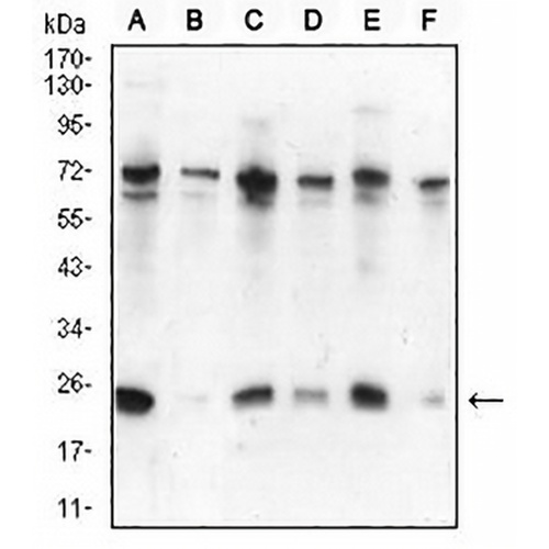 HP1 alpha Mouse Monoclonal Antibody(C2581)