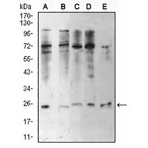 HP1 alpha Mouse Monoclonal Antibody(C2582)