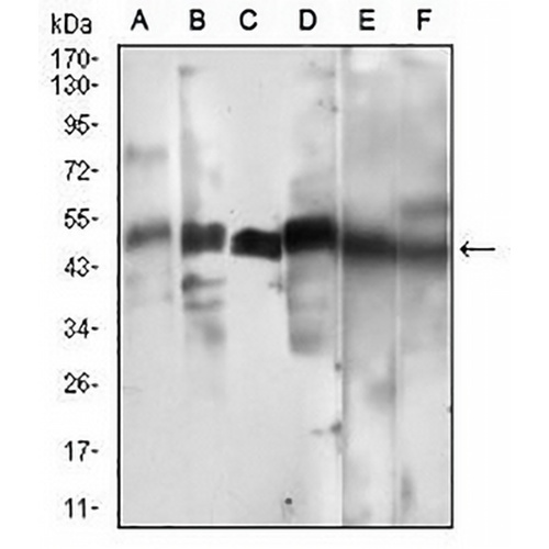 Cyclin A2 Mouse Monoclonal Antibody(C2584)