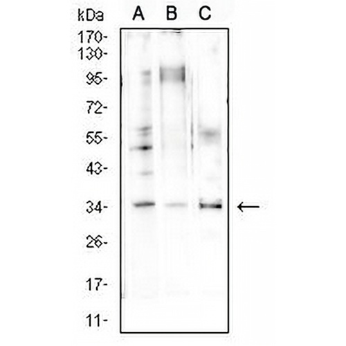 Cyclin D1 Mouse Monoclonal Antibody(C2585)