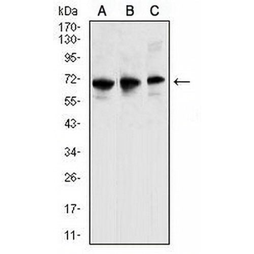 CCR6 Mouse Monoclonal Antibody(C2588)